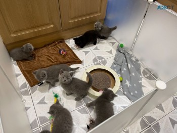 British Shorthair Kittens for sale