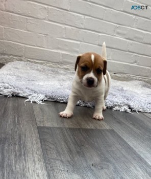 AKC Jack Russell Puppies for sale 