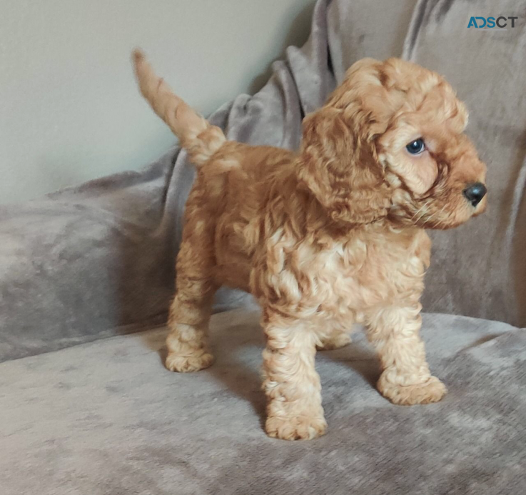 Adorable Cockapoo puppy for new home 