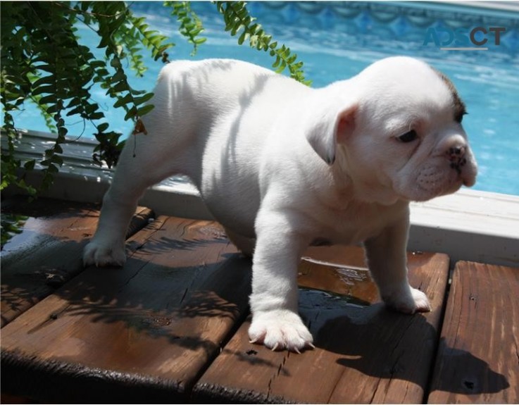 English bulldog puppies for sale male an