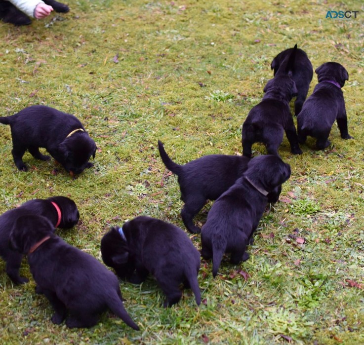 Stunning Kc Registered Labrador Puppies