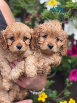 Stunning Cavapoos For Sale.