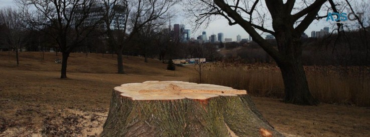 Tree Removal Sydney CBD