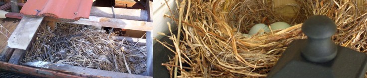 Best Place For Rat Control Piction – Falls Pest Control