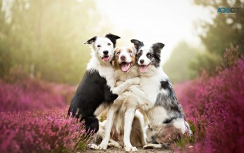 Lorettas Pet Styles
