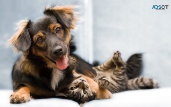Lorettas Pet Styles