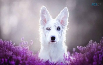 Lorettas Pet Styles