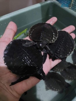 Fly River Turtle For Sale In Australia