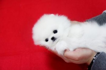 Beautiful Pomeranian puppies Available 