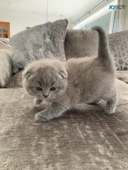 Adorable outstanding Scottish Fold