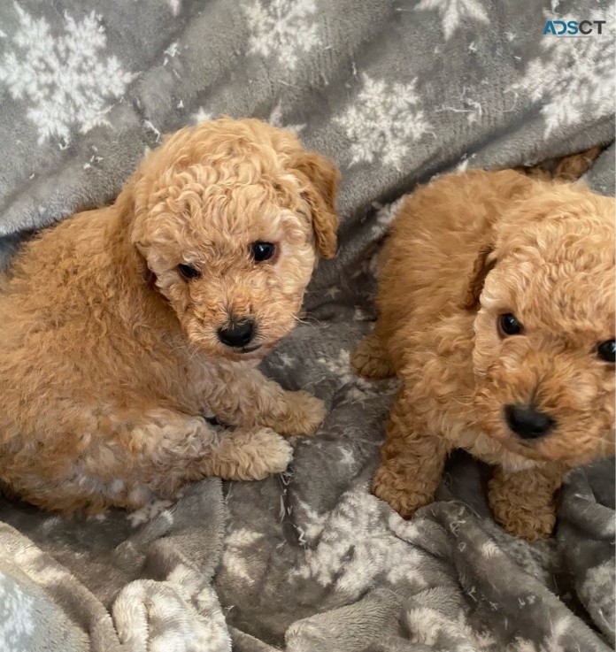 Adorable outstanding Toy Poodle