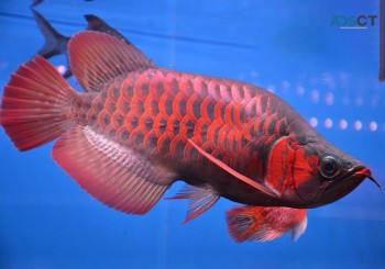 Red Arowana Pet Fish