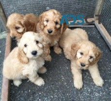 Cockapoo puppies  