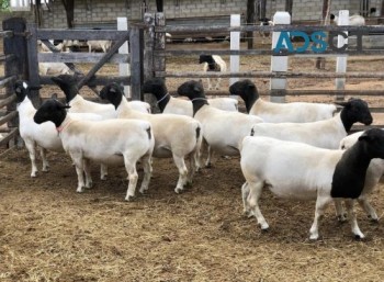 Livestock Dorper Rams and Ewes 