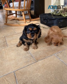 cavalier king charles spaniel 