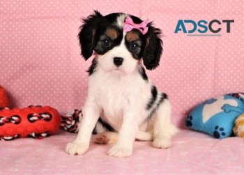 cavalier king charles spaniel 