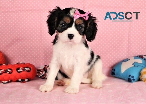 cavalier king charles spaniel 