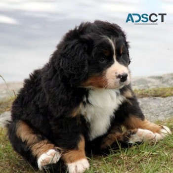 Bernese Mountain puppies for sale
