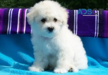 Bichon Frise puppies for sale
