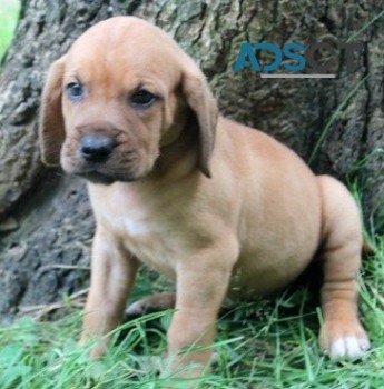 Bloodhound puppies for sale