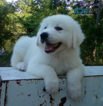 Great Pyrenees puppies for sale