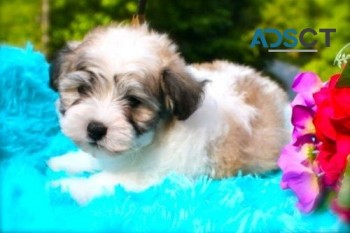 Havanese puppies for sale