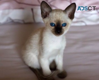 Siamese kittens for sale