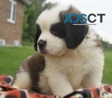 Saint Bernard puppies for sale