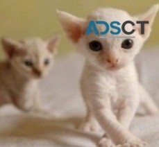 Devon Rex kittens for sale