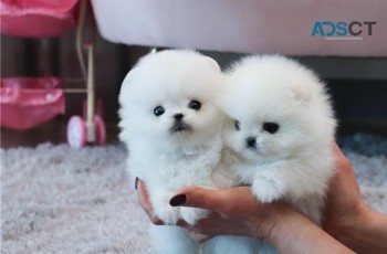 t-cup pomeranian puppies for sale