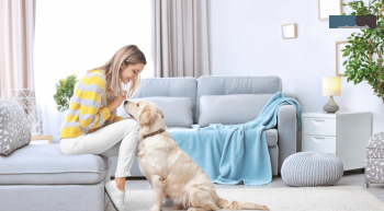 Reduce pet allergens in your home | Building Harmony