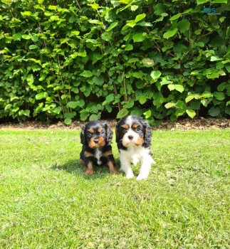 Cavalier King Charles Spaniel Puppies