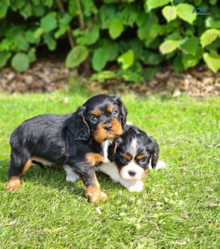 Cavalier King Charles Spaniel Puppies