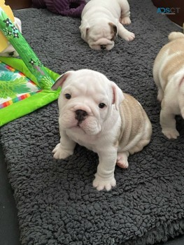 English Bulldog puppies for sale 