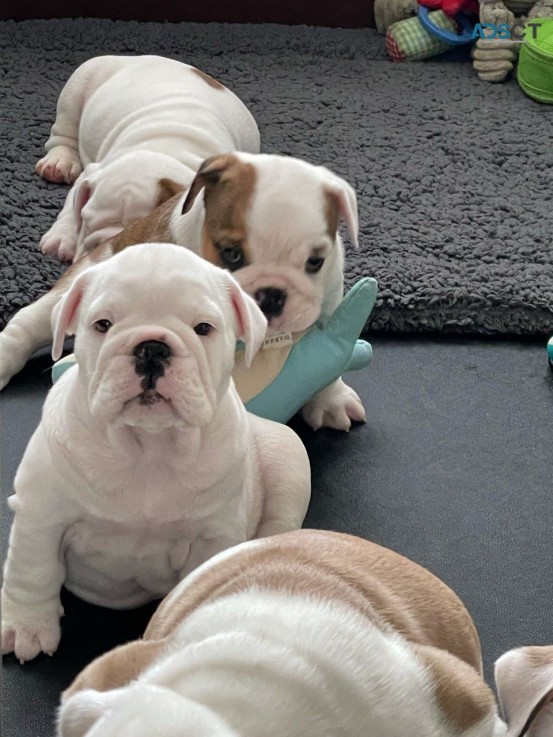 English Bulldog puppies for sale 