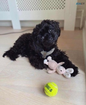 Cockapoo puppies for sale 