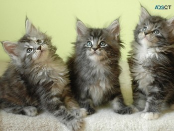 Maine coon kittens 