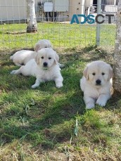 Golden Retriever puppies for sale.