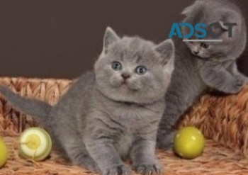 British shorthair kittens for sale