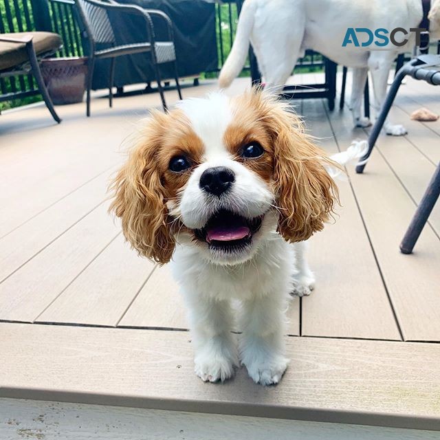 Perfect Cavalier King Charles