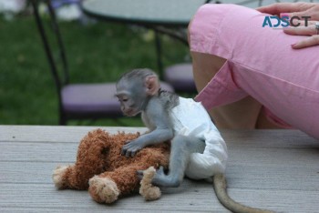 Adorable Capuchin Monkey's For Sale