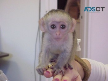 playful Capuchin Monkey's ready