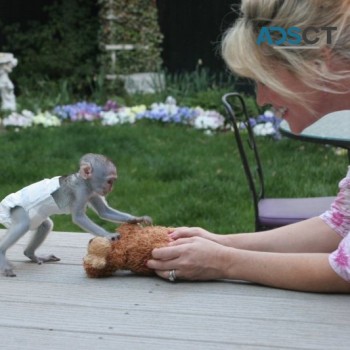Charming Capuchin Monkey's Available 