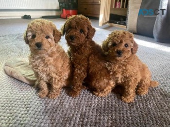 Toy Poodle Puppies for sale 
