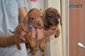 dachshund puppies for sale