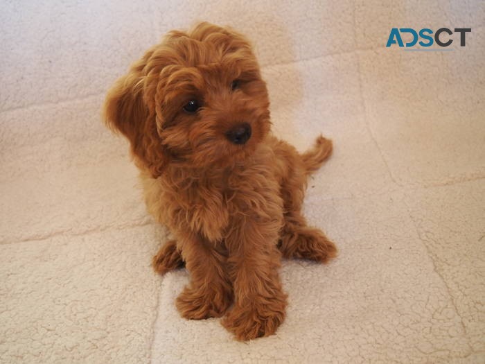 Toy Cavoodle Puppies READY NOW