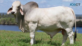 Available bulls for  sale