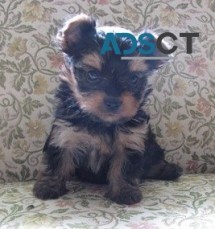 Yorkshire Terrier puppies for sale
