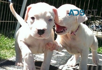 Dogo Argentino puppies for sale