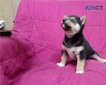shiba inu puppies